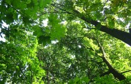 'Πράσινη πρωτοβουλία' για το Μόναχο: 2500 νέα δέντρα έρχονται για να αλλάξουν το κλίμα