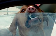 Γερμανία: Άφησε το σκύλο του να πεθάνει μέσα στο αυτοκίνητο
