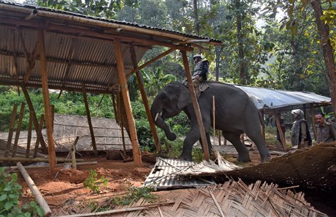 Γερμανία: Επιχείρηση διάσωσης ελεφαντίνας σε ζωολογικό κήπο
