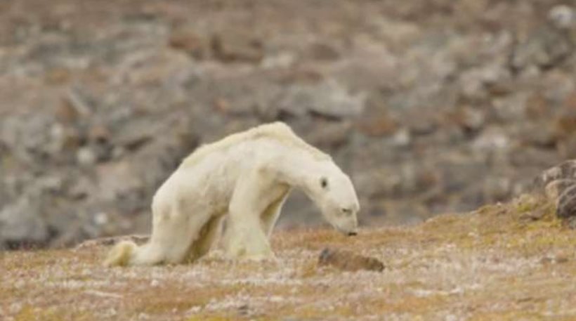 Οι συνέπειες της κλιματικής αλλαγής: Πολική αρκούδα βαδίζει προς τον θάνατο
