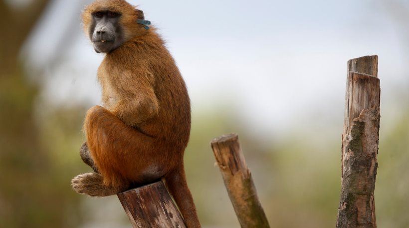 Πανικός στο Παρίσι: Εκκενώθηκε ο Ζωολογικός Κήπος μετά την απόδραση 50 μπαμπουίνων