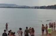 Βίντεο: Δελφίνι εγκλωβίστηκε σε παραλία των Χανίων