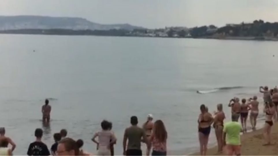 Βίντεο: Δελφίνι εγκλωβίστηκε σε παραλία των Χανίων
