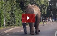 Γερμανία: Ο ελέφαντας βγήκε ...βόλτα στους δρόμους (βίντεο)