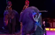 Γερμανία: Ελέφαντας έπεσε σε θεατές - Οργή για το βίντεο από τσίρκο