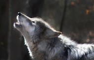 Γερμανία: Αγέλες λύκων απειλούν κτηνοτρόφους!
