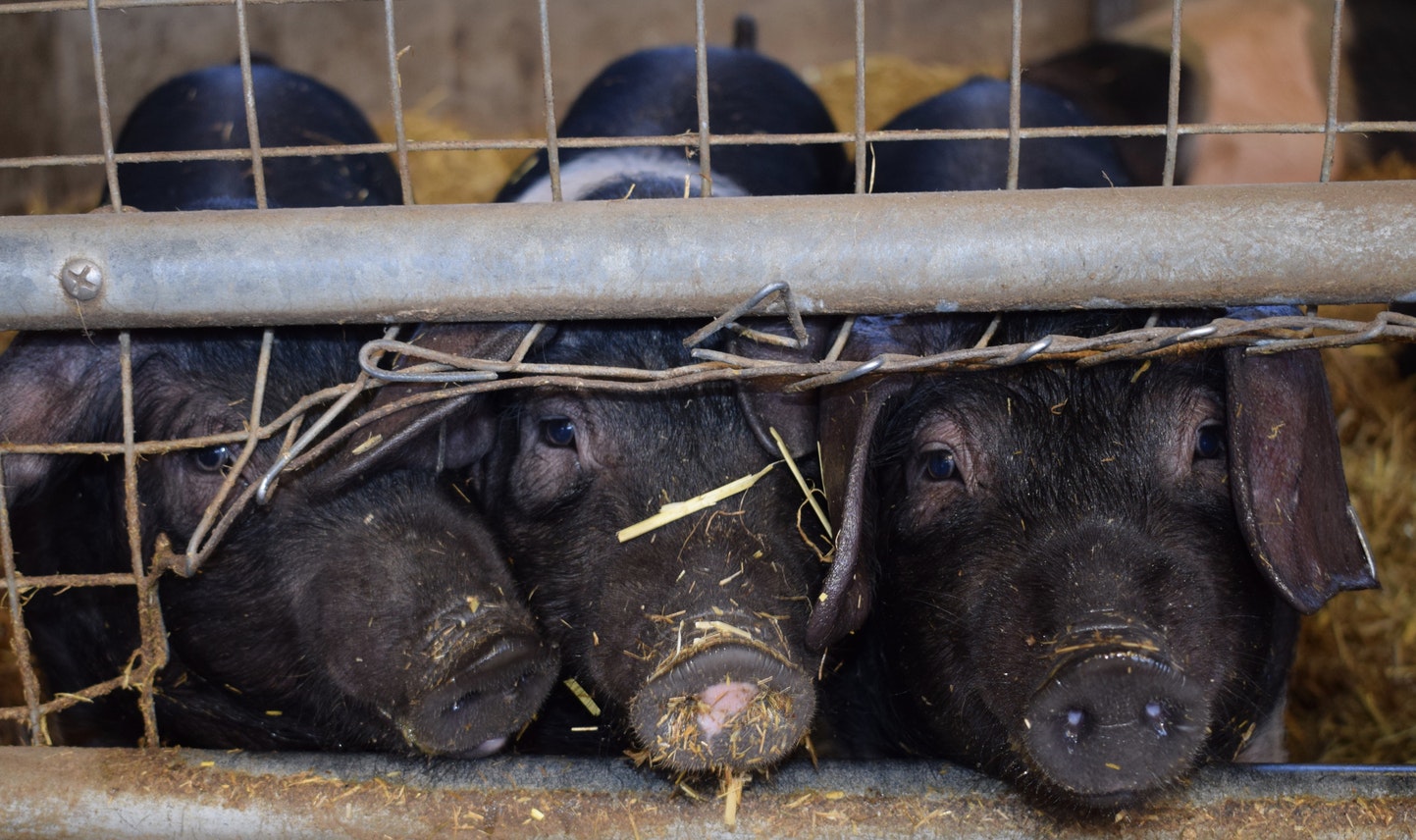 Γερμανία: Στη φυλακή κτηνοτρόφος που βασάνιζε ζώα με βαριοπούλα