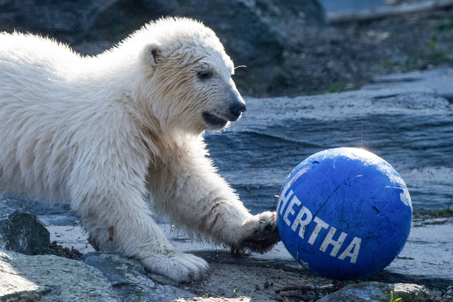 Hertha:Η πολική αρκούδα που υιοθέτησε η ποδοσφαιρική ομάδα του Βερολίνου