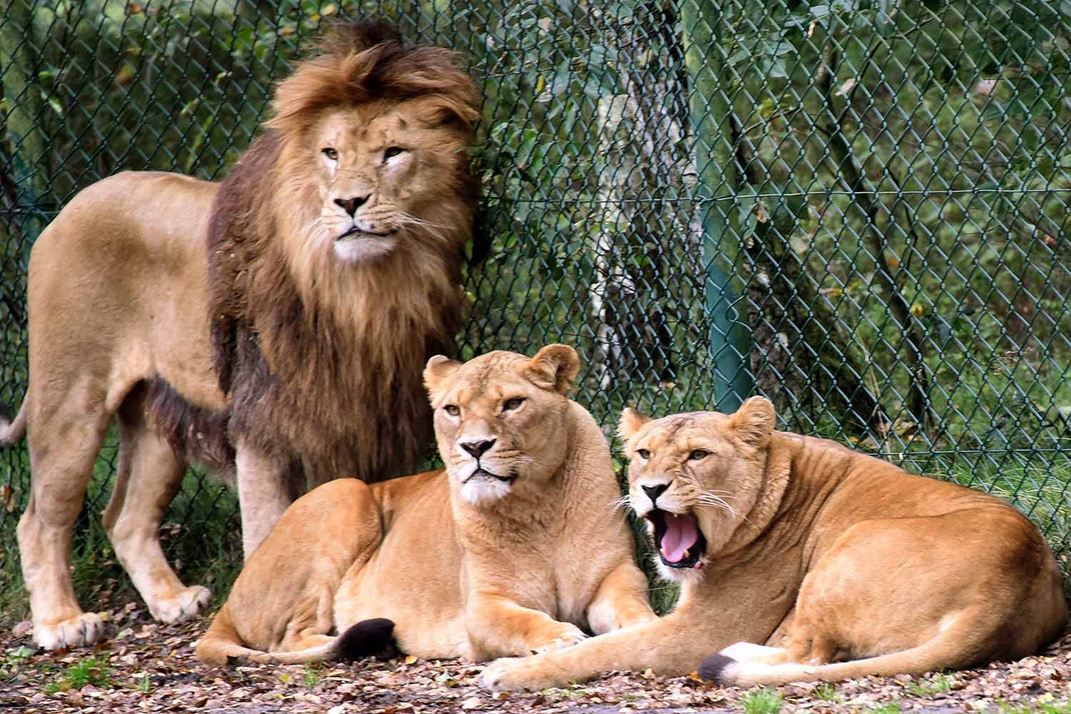 Γερμανία: Παρολίγον τραγωδία - λιοντάρια επιτέθηκαν σε υπάλληλο ζωολογικού κήπου