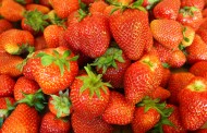 Ντίσελντορφ: Αυτά είναι τα σημεία για να μαζέψετε φρέσκες φράουλες!