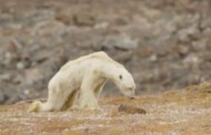 Οι συνέπειες της κλιματικής αλλαγής: Πολική αρκούδα βαδίζει προς τον θάνατο