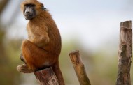 Πανικός στο Παρίσι: Εκκενώθηκε ο Ζωολογικός Κήπος μετά την απόδραση 50 μπαμπουίνων