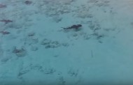 Βίντεο-σοκ: Πιτσιρικάς βουτά στη θάλασσα και «προκαλεί» τους καρχαρίες