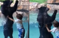 Βίντεο: Αρκούδα χοροπηδά ρυθμικά με ένα αγοράκι και προσφέρει ένα μοναδικό θέαμα
