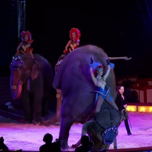 Γερμανία: Ελέφαντας έπεσε σε θεατές - Οργή για το βίντεο από τσίρκο
