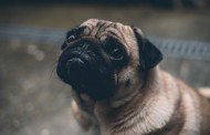 Γερμανία: Σάλος με δημοτική αρχή που πούλησε σκυλάκι στο Ebay