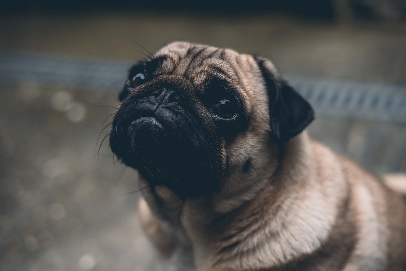 Γερμανία: Σάλος με δημοτική αρχή που πούλησε σκυλάκι στο Ebay