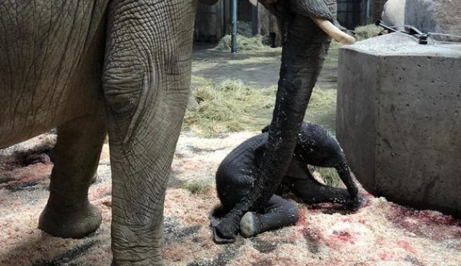 Γερμανία: Ελεφαντάκι γεννήθηκε μπροστά σε επισκέπτες ζωολογικού κήπου